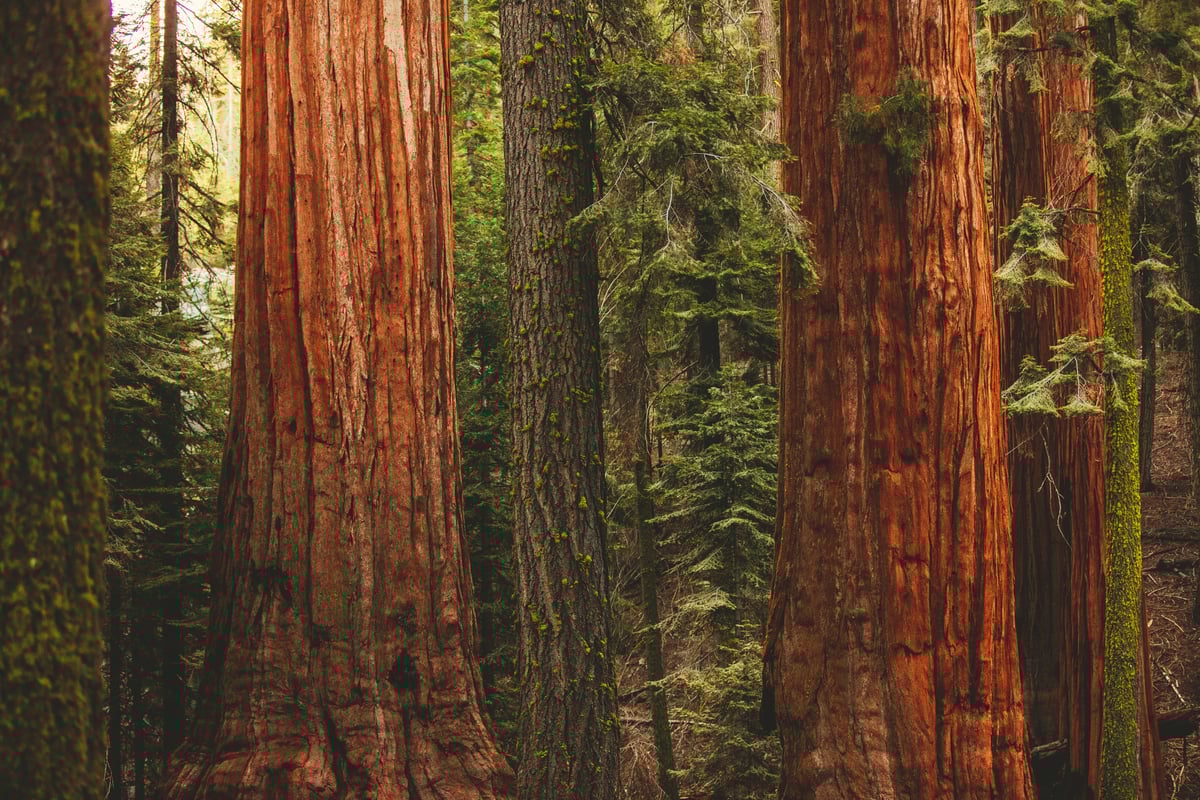 joshua-earle-4wZErY31gCs-unsplash